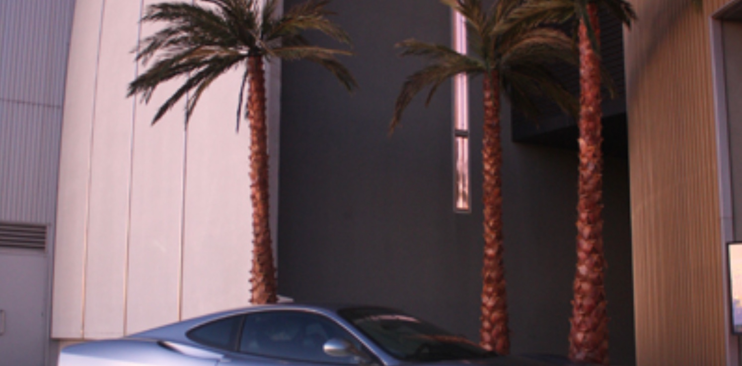 16′ Preserved Palm Trees