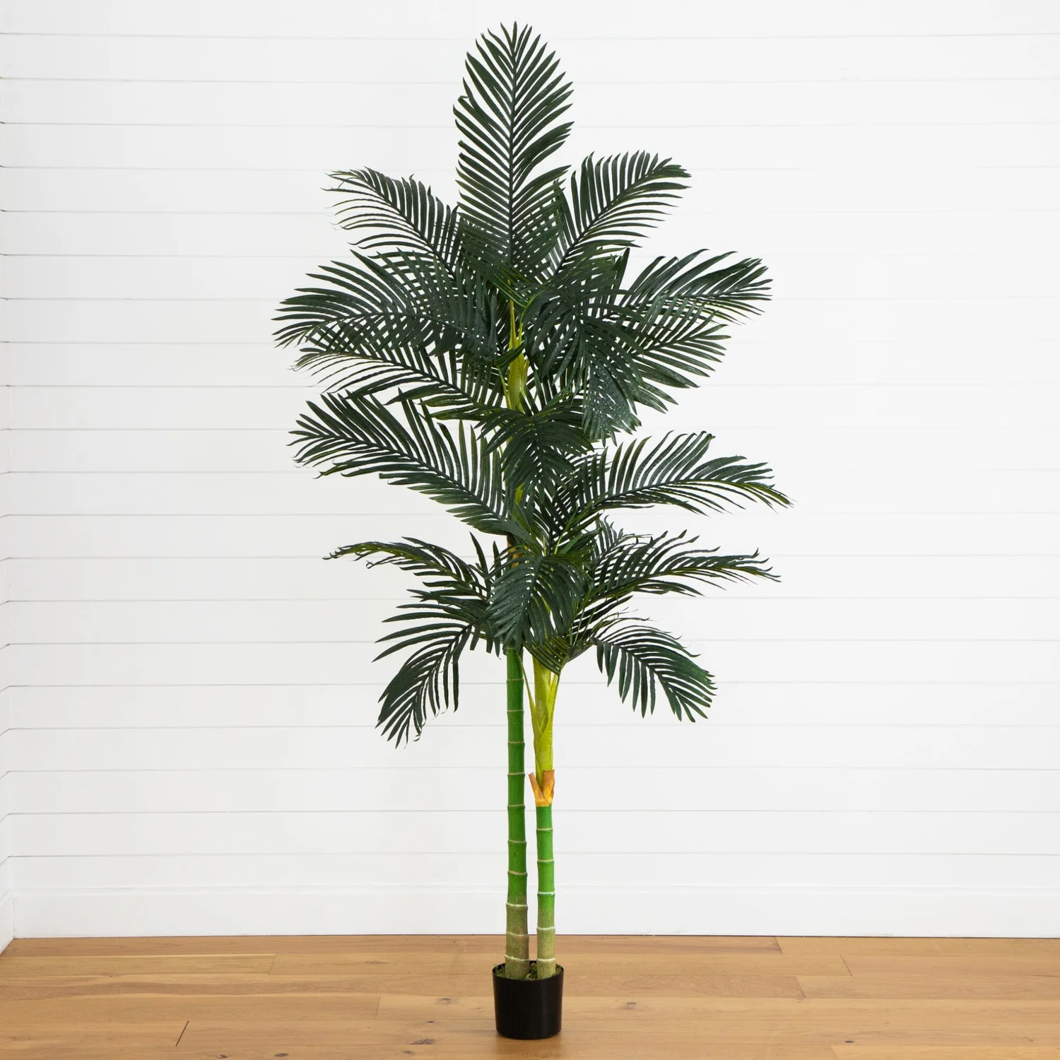 8′ Tropical Silk Tree
